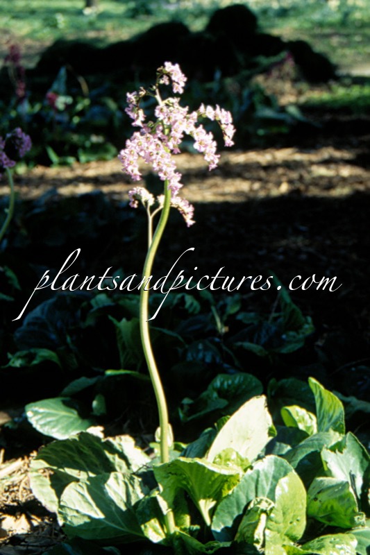 Bergenia cordifolia