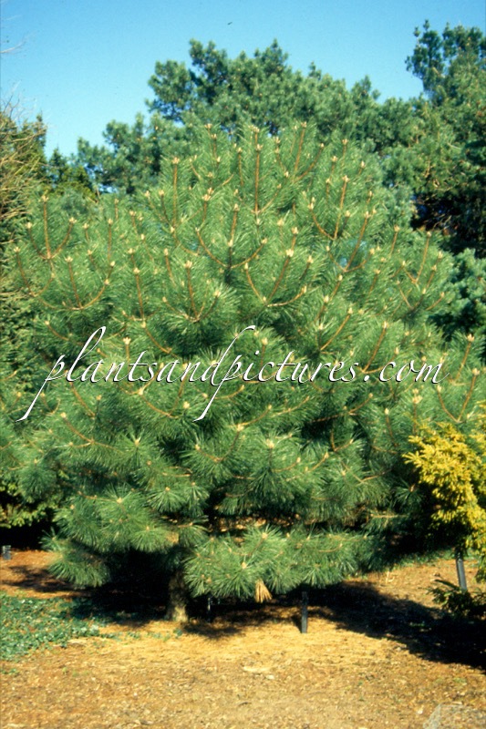 Pinus nigra ‘Pyramidalis’