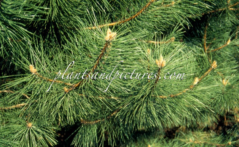 Pinus nigra ‘Pyramidalis’