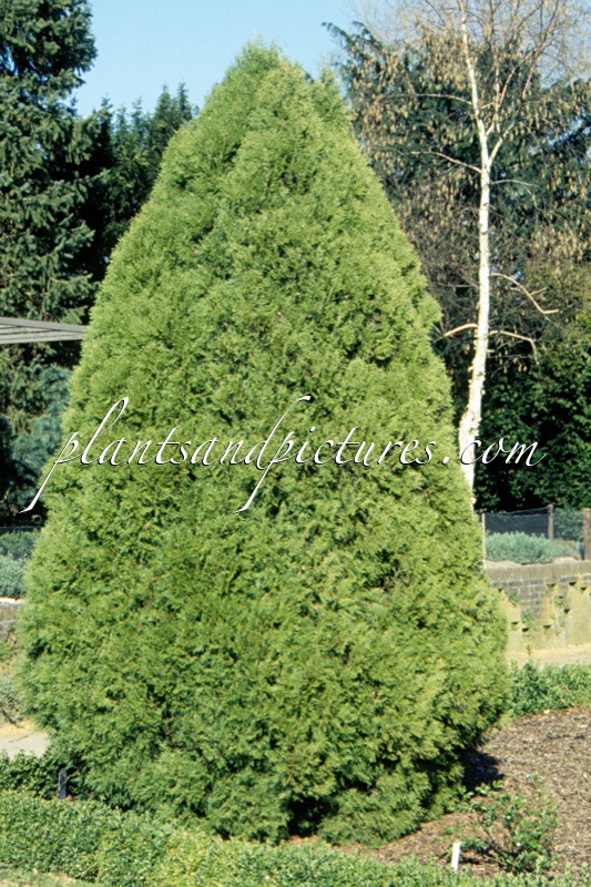 Platycladus orientalis ‘Blijdenstein’