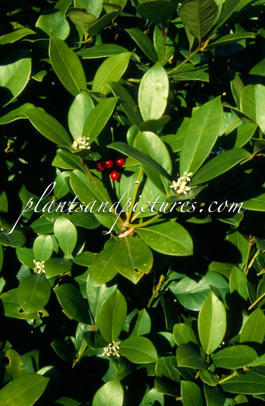 Skimmia japonica ‘Veitchii’