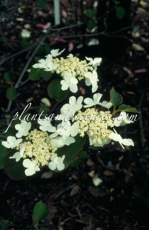Viburnum lantanoides