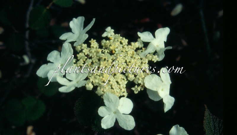 Viburnum lantanoides