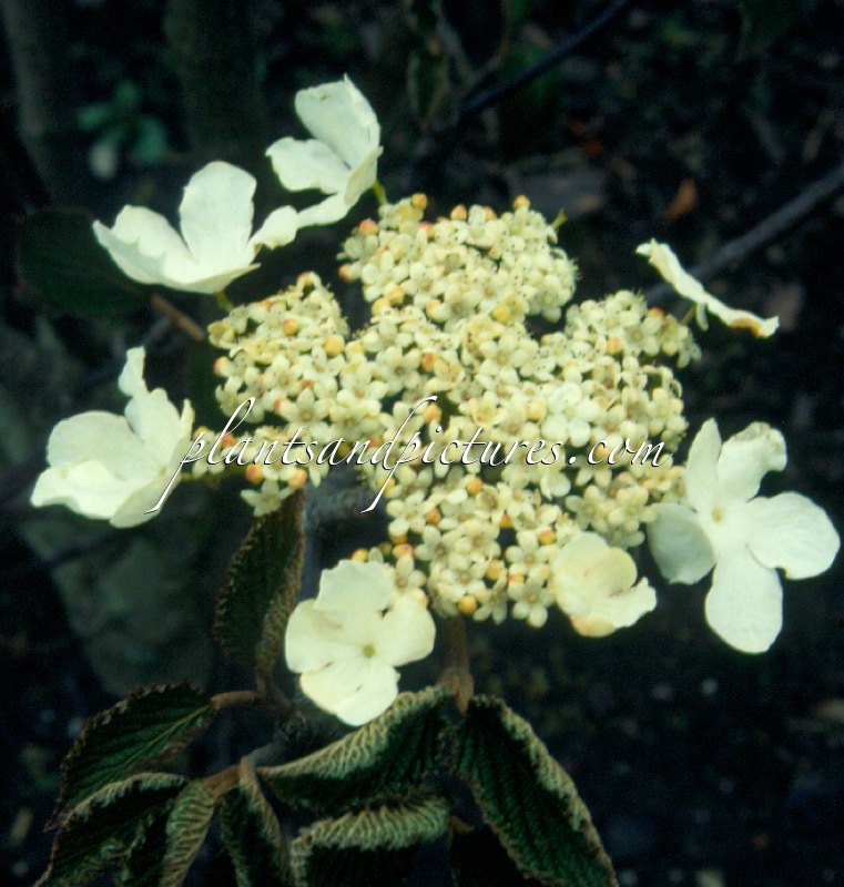 Viburnum lantanoides