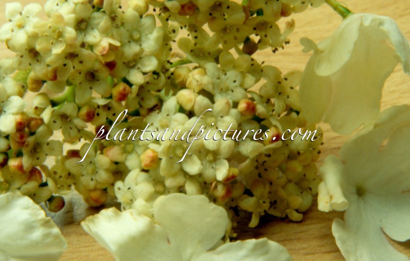 Viburnum lantanoides