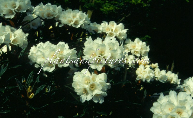 Rhododendron roxieanum var. oreonastes