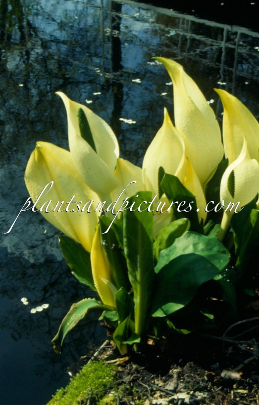 Lysichiton camtschatcensis
