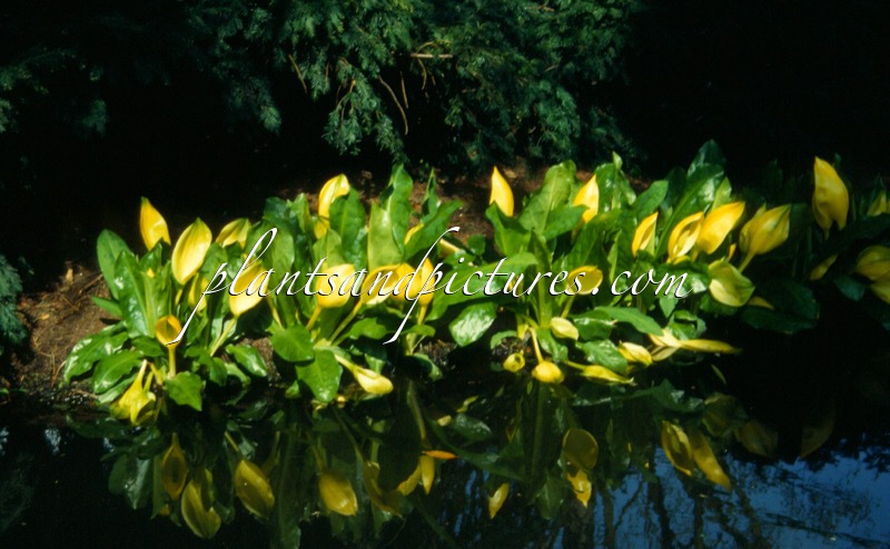 Lysichiton americanus