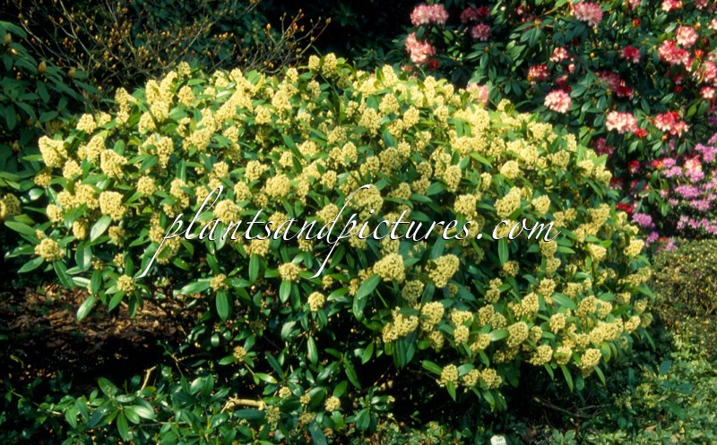 Skimmia confusa ‘Kew Green’