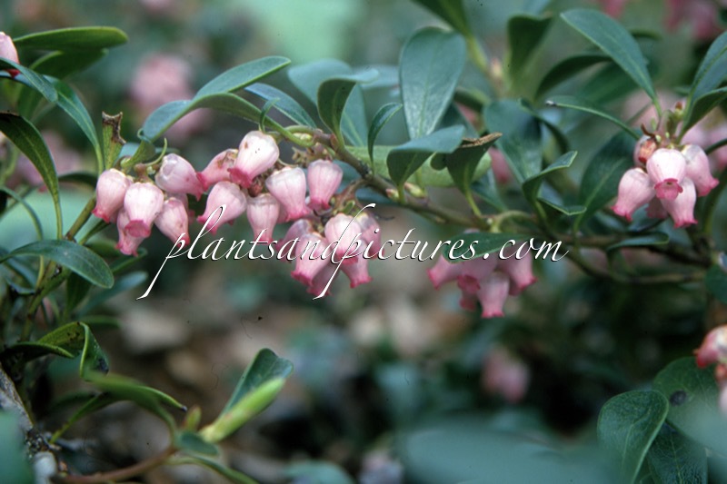 Arctostaphylos uva-ursi