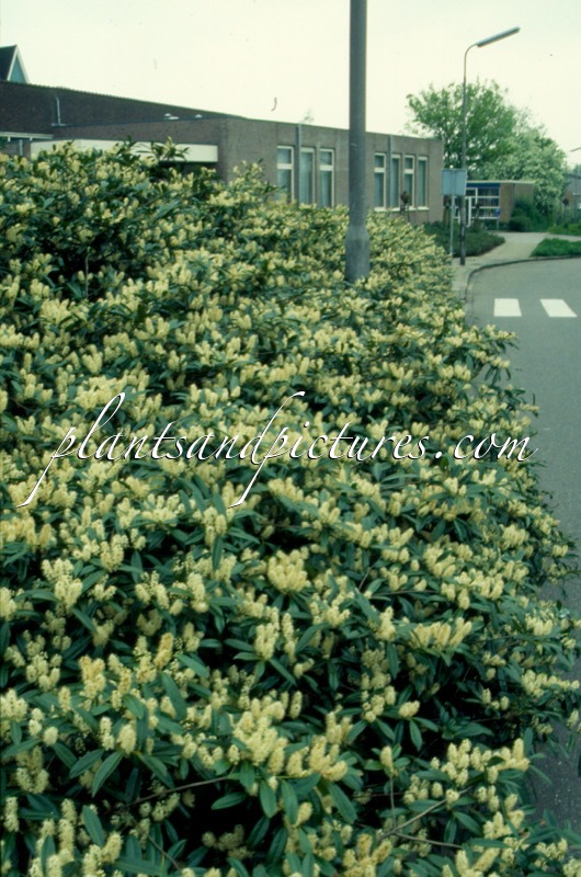 Prunus laurocerasus ‘Zabeliana’