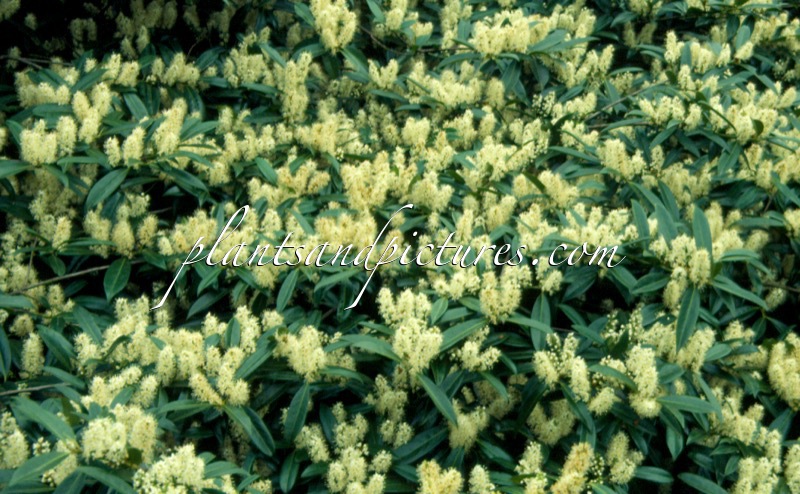 Prunus laurocerasus ‘Zabeliana’