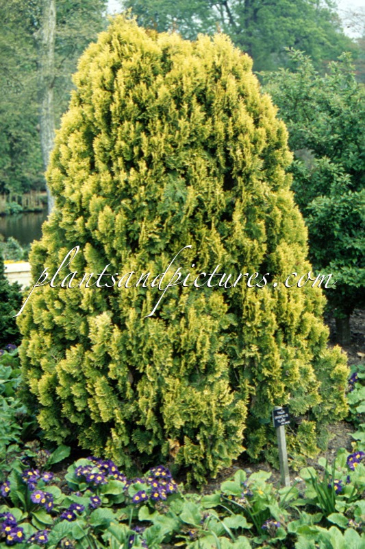 Platycladus orientalis ‘Flame’