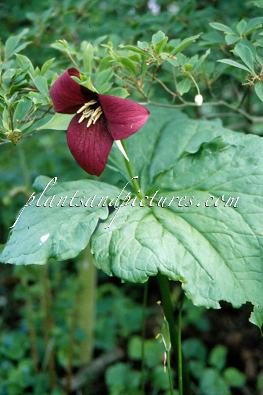 Trillium erectum ‘Smile’