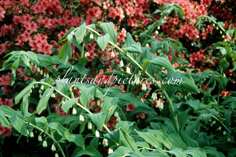 Polygonatum commutatum