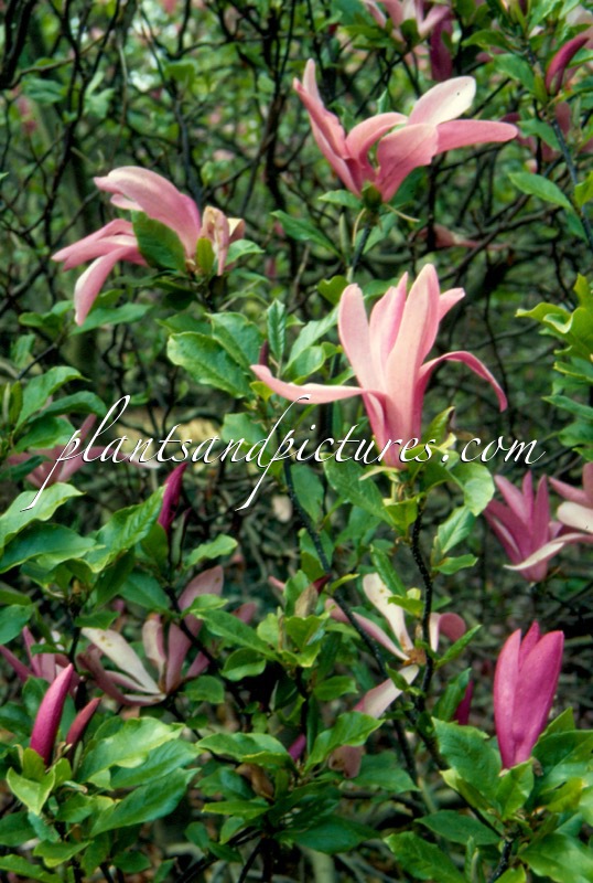 Magnolia ‘Randy’