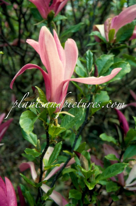 Magnolia ‘Randy’
