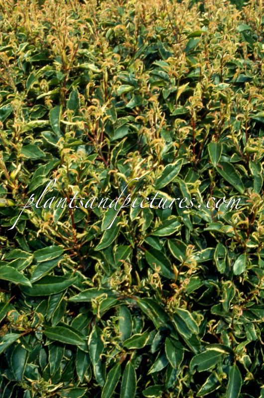 Prunus lusitanica ‘Variegata’