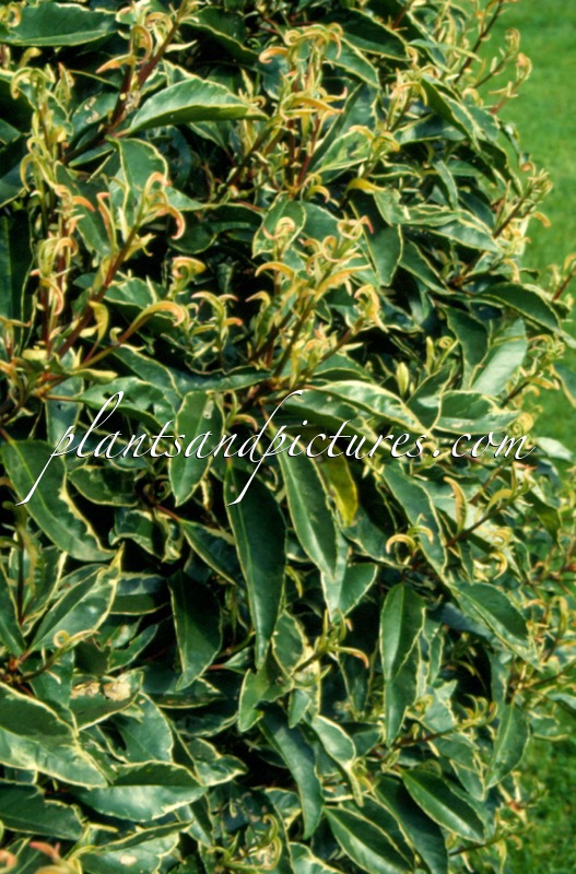 Prunus lusitanica ‘Variegata’