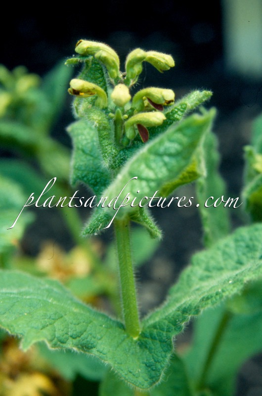 Triosteum himalayanum