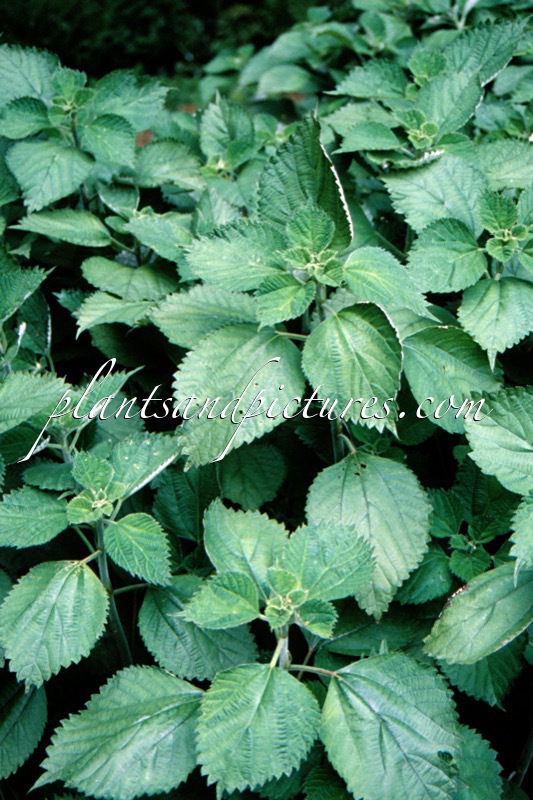 Boehmeria nivea