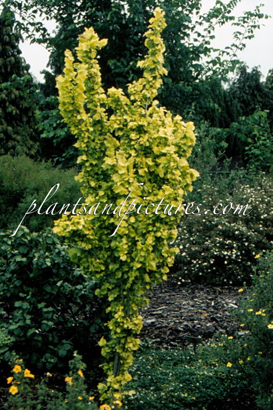 Ulmus hollandica ‘Wredei’