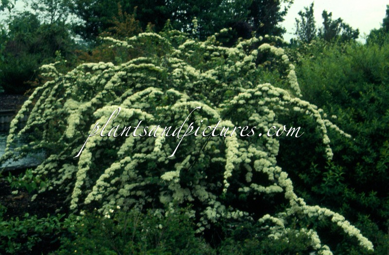 Spiraea sargentiana