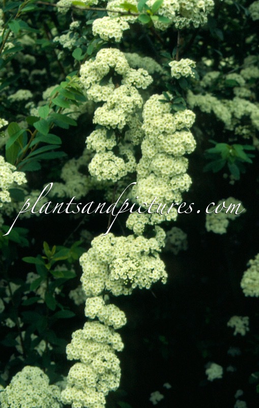 Spiraea sargentiana