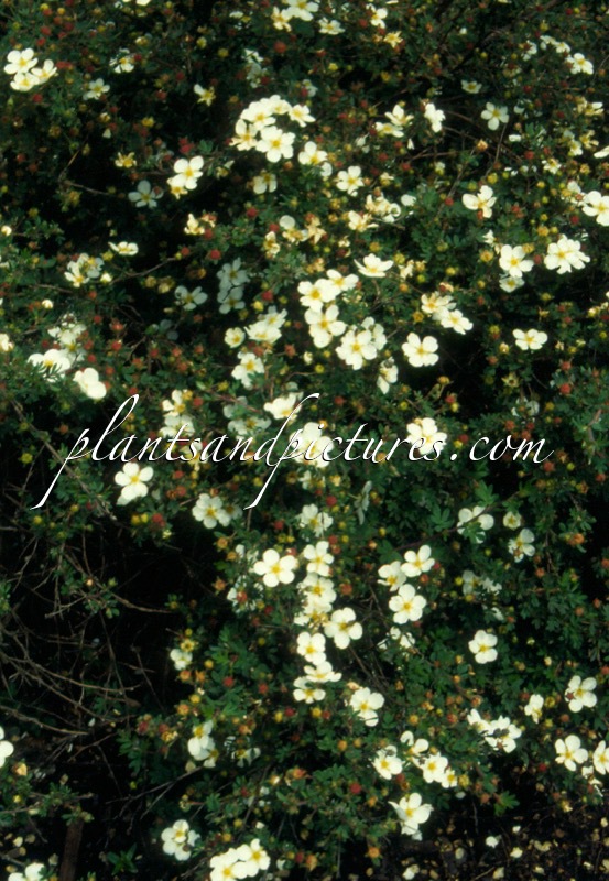 Potentilla fruticosa ‘Abbotswood’