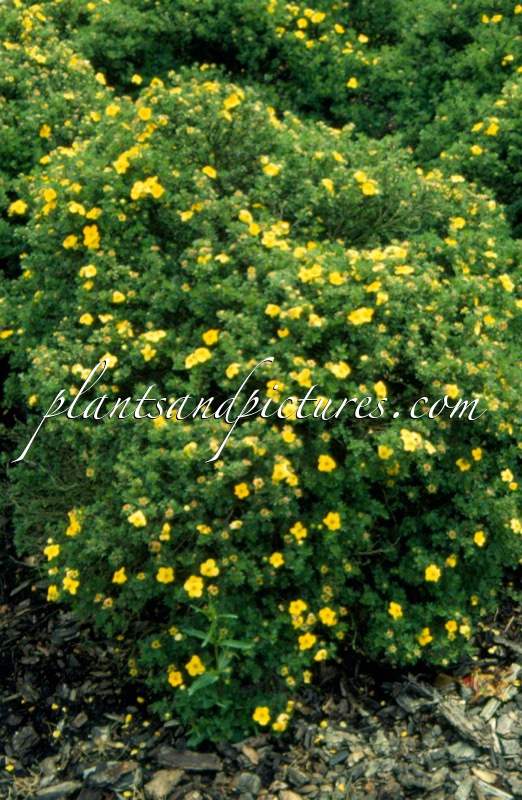 Potentilla fruticosa ‘Kobold’