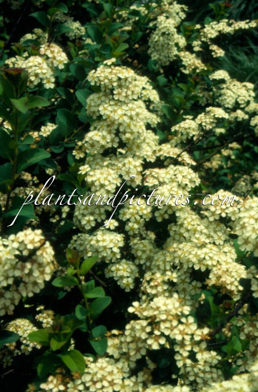 Spiraea nipponica ‘June Bride’