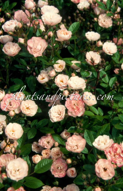 Rosa ‘Ivtatriathlon’ (TRIATHLON)