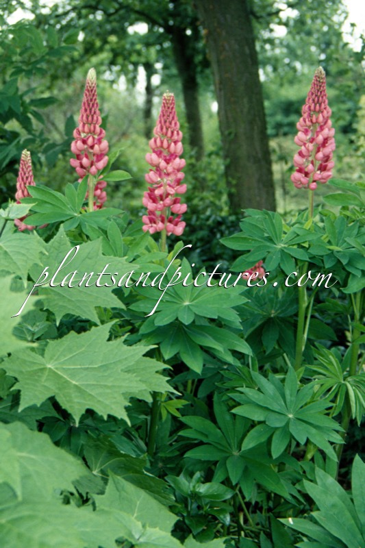 Lupinus