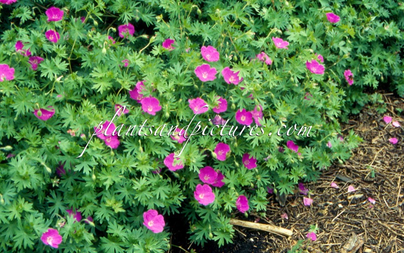 Geranium sanguineum