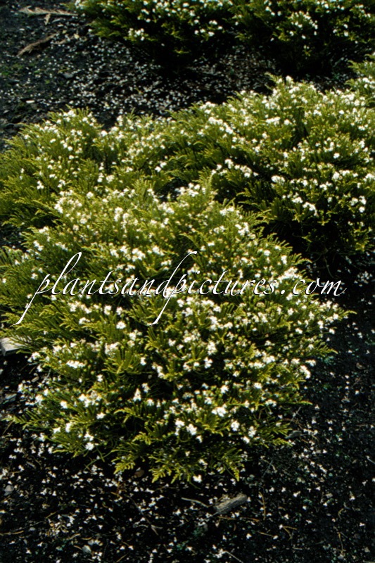 Hebe ochracea