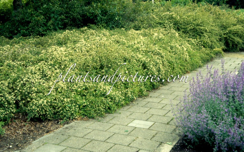 Stephanandra incisa ‘Crispa’