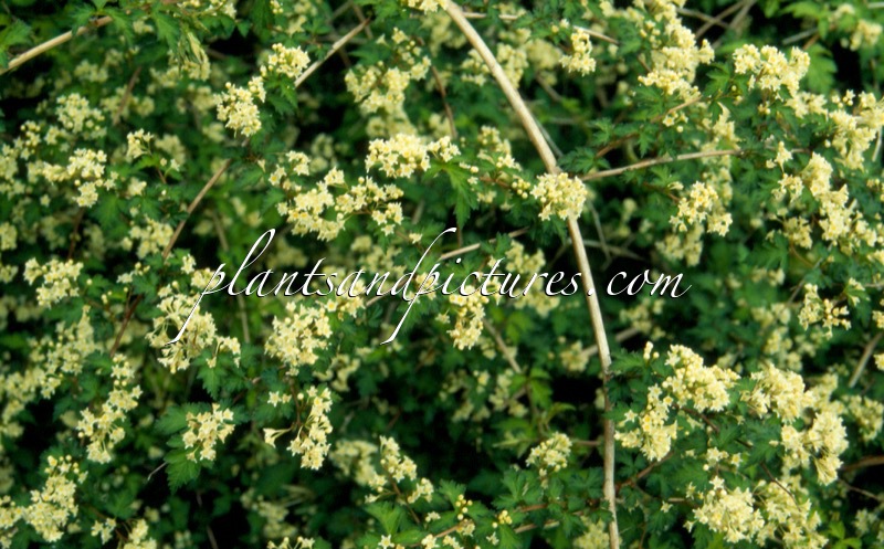 Stephanandra incisa ‘Crispa’