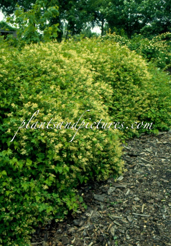 Stephanandra ‘Bokrabruijn’ (ORO VERDE)