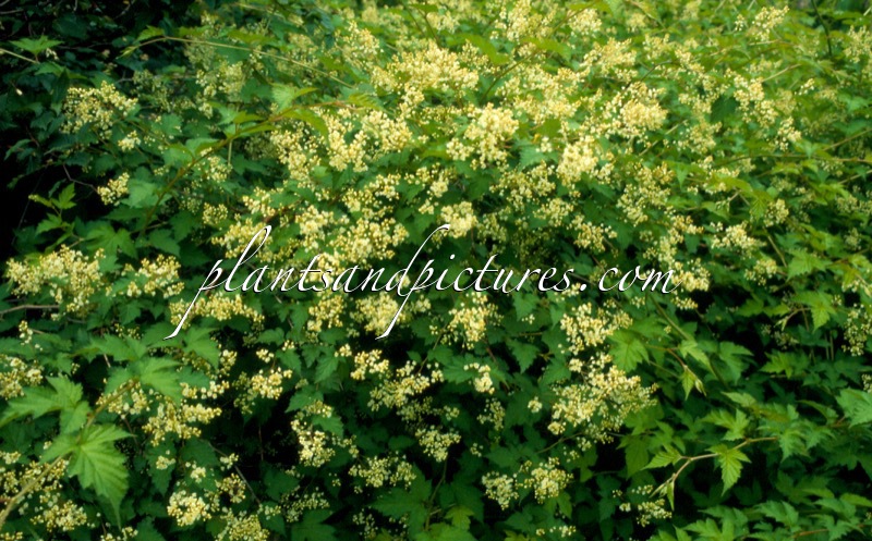 Stephanandra ‘Bokrabruijn’ (ORO VERDE)