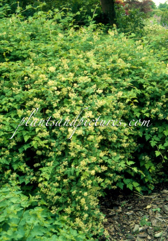 Stephanandra ‘Bokrabruijn’ (ORO VERDE)