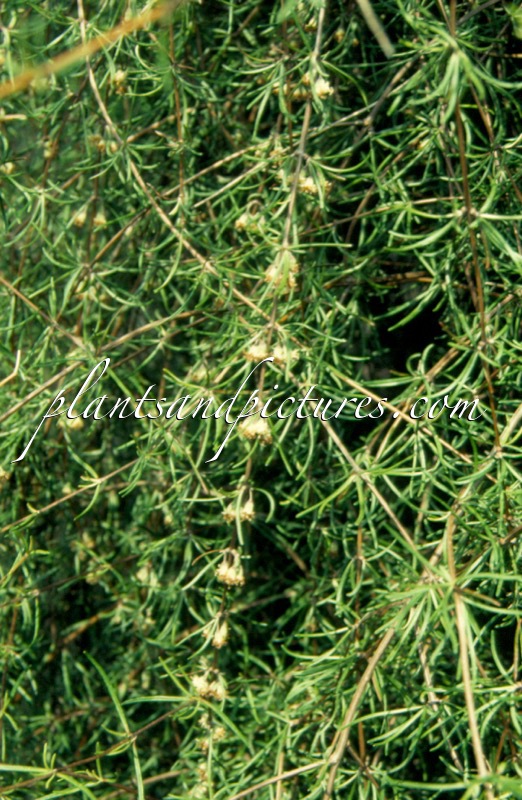 Olearia virgata var. lineata