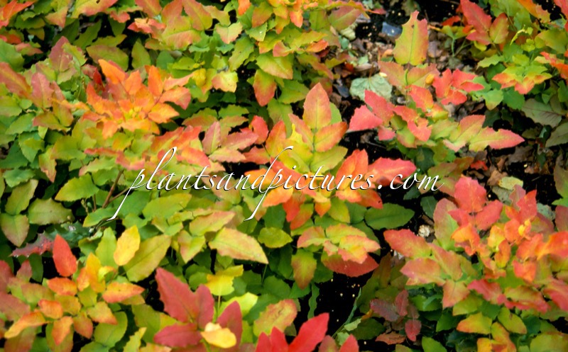 Mahonia wagneri ‘Sunset’
