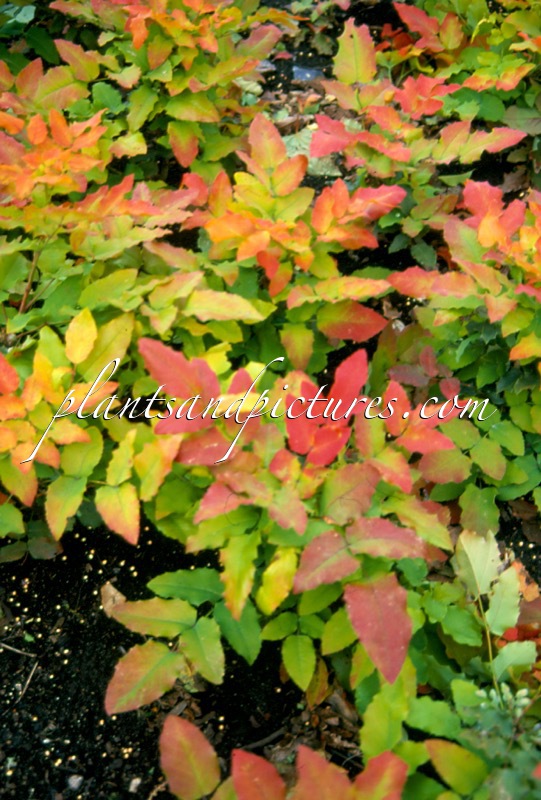 Mahonia wagneri ‘Sunset’