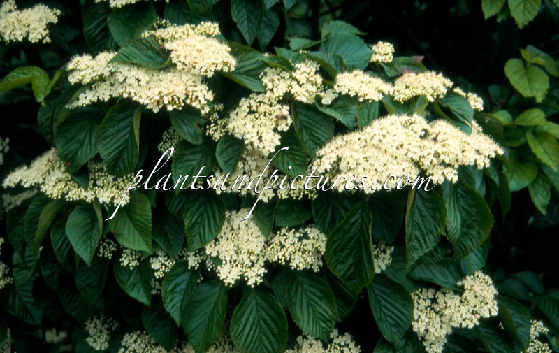 Viburnum wrightii