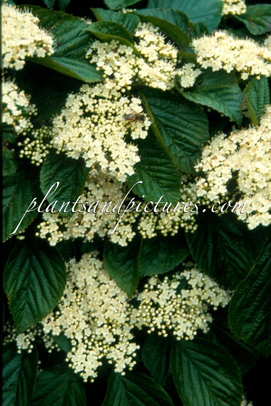 Viburnum wrightii