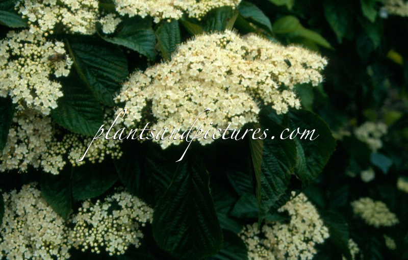 Viburnum wrightii
