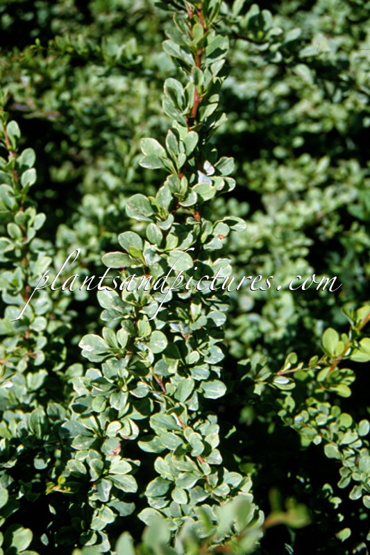 Berberis thunbergii ‘Silver Carpet’