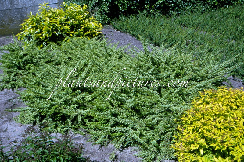 Berberis thunbergii ‘Silver Carpet’