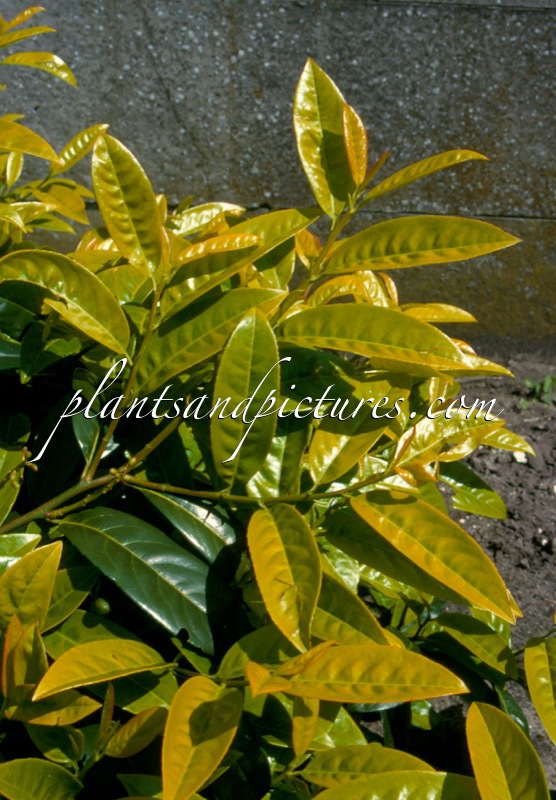 Prunus laurocerasus ‘Goldglanz’