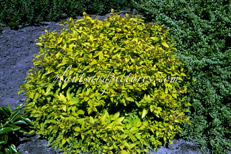 Spiraea japonica ‘Goldmound’